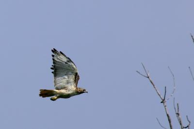 Red-tailed Hawk