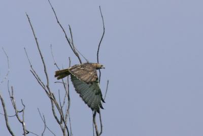 Red-tailed Hawk