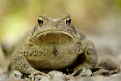 Toad