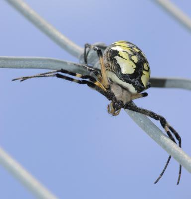 Orb spider