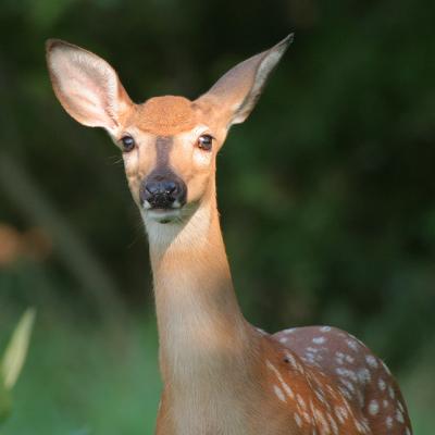 Fawn