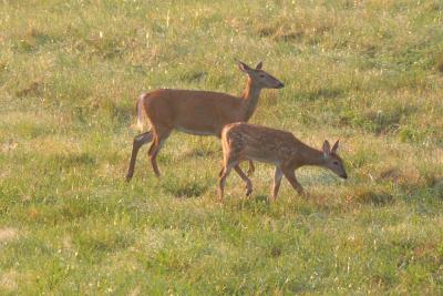 v3/38/525738/3/48595461.Deer3.jpg