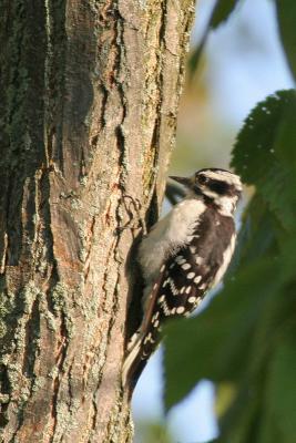 v3/38/525738/3/48596017.Downywoodpecker2.jpg