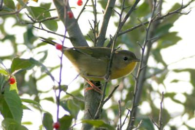 Female Common Yellowthroat