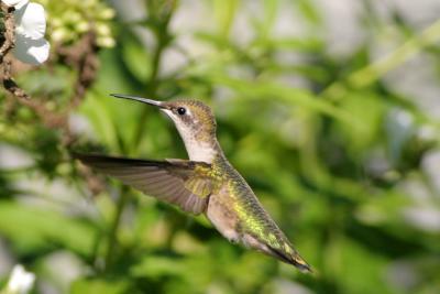 Female Ruby throated hummingbird