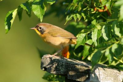 Common Yellowthroat, juvenile male