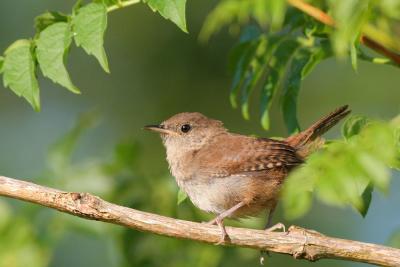 House Wren