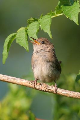 House Wren