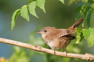 House Wren