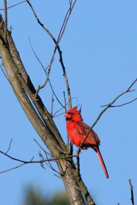 Male Cardinal