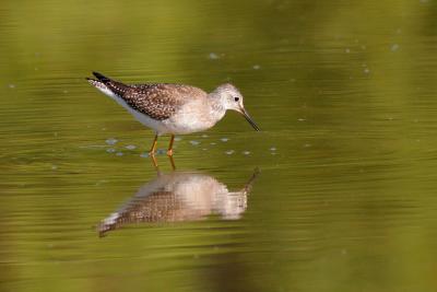 v3/38/525738/3/48844672.Lesseryellowlegs3.jpg