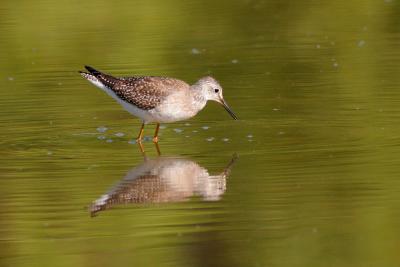 Lesser yellowlegs