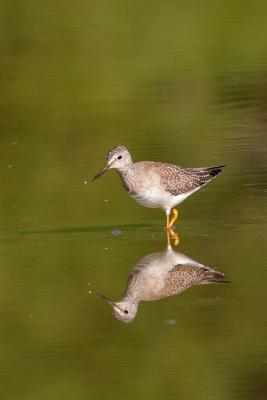 Lesser yellowlegs