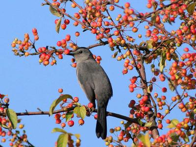 Catbird