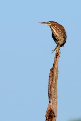 Green Heron