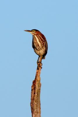 Green Heron