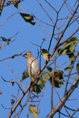 Immature Cedar Waxwing