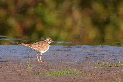 Killdeer