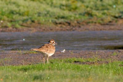 v3/38/525738/3/49100905.Killdeer3.jpg