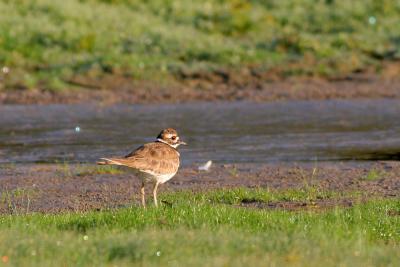 Killdeer