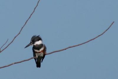 Kingfisher