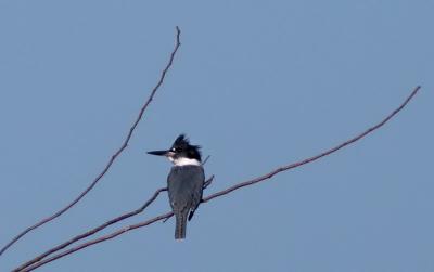 Kingfisher