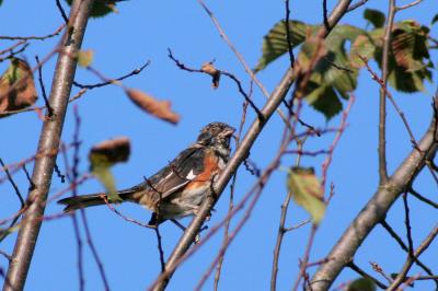 Male Eastern Towhee