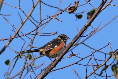 Male Eastern Towhee