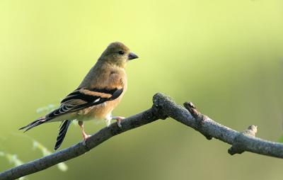 Goldfinch