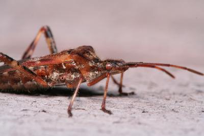 Western Conifer Seed Bug