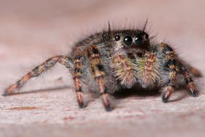 Jumping spider