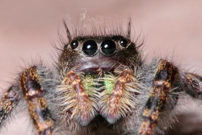 Jumping spider
