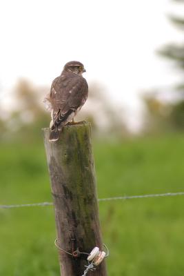 Merlin