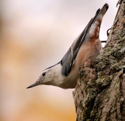 White-breasted Nuthatch