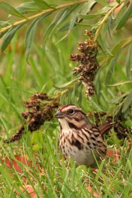 Song Sparrow