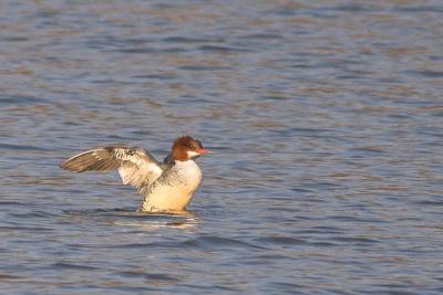 Merganser