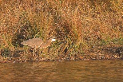 Great Blue Heron with fish