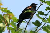 Male Red-winged Blackbird