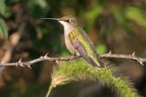 Female Ruby-throated Hummingbird