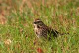 Song Sparrow