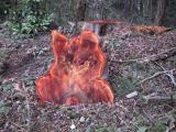 Log on Fire (Tracy Kolenchuk)