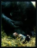 <strong>3rd Place:</strong>Chimpanzees - appetite for more (Lisbeth Landstrm)