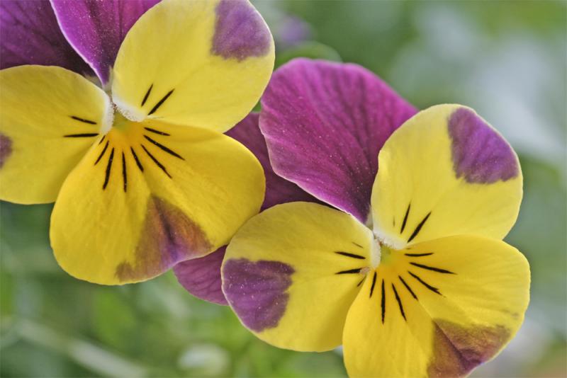 Viola Faces-2