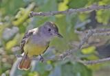 Great Crested Flycatcher 1