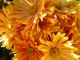 Chrysanthemums