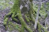 Serious Moss