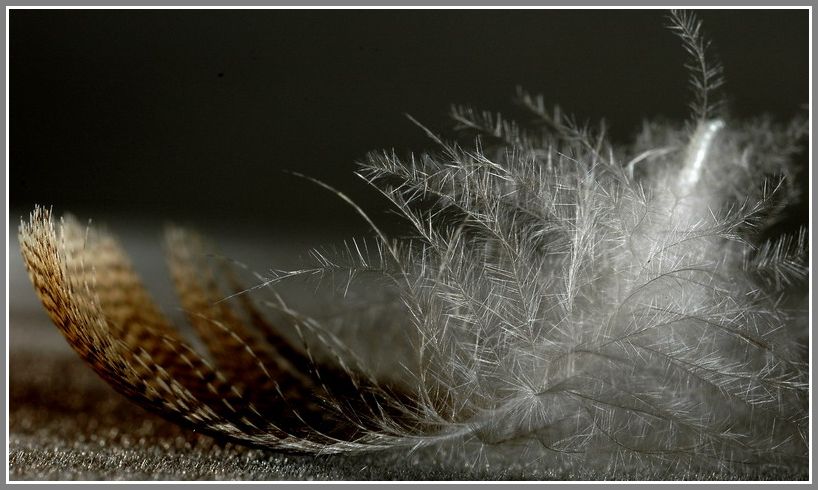 Egyptian goose feather