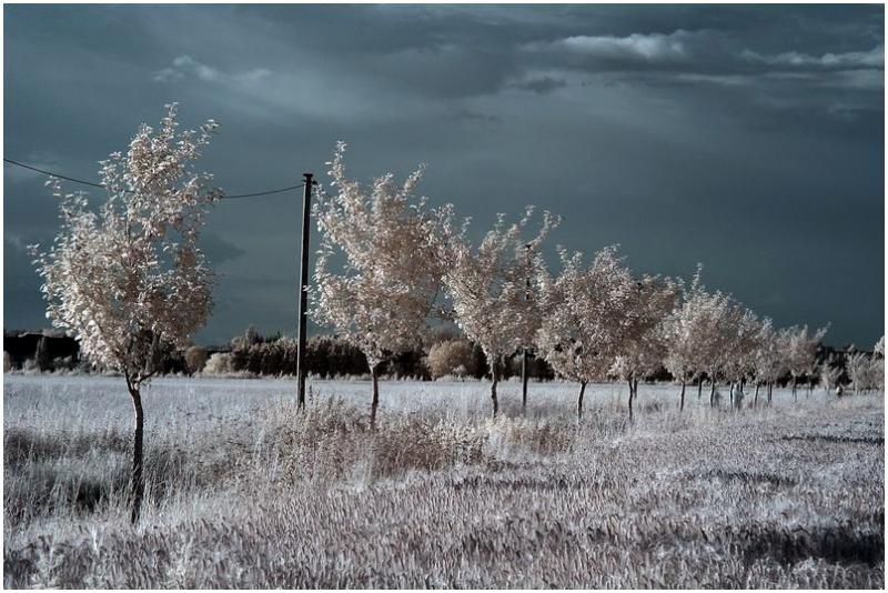 row of trees