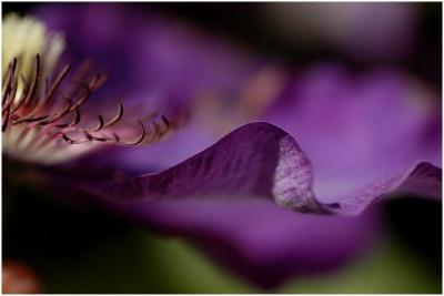 Clematis