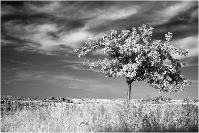 Tree b&w